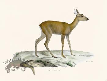 Cuvier 027 Female Deer